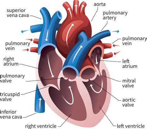 pictures of harts|picture of heart anatomy.